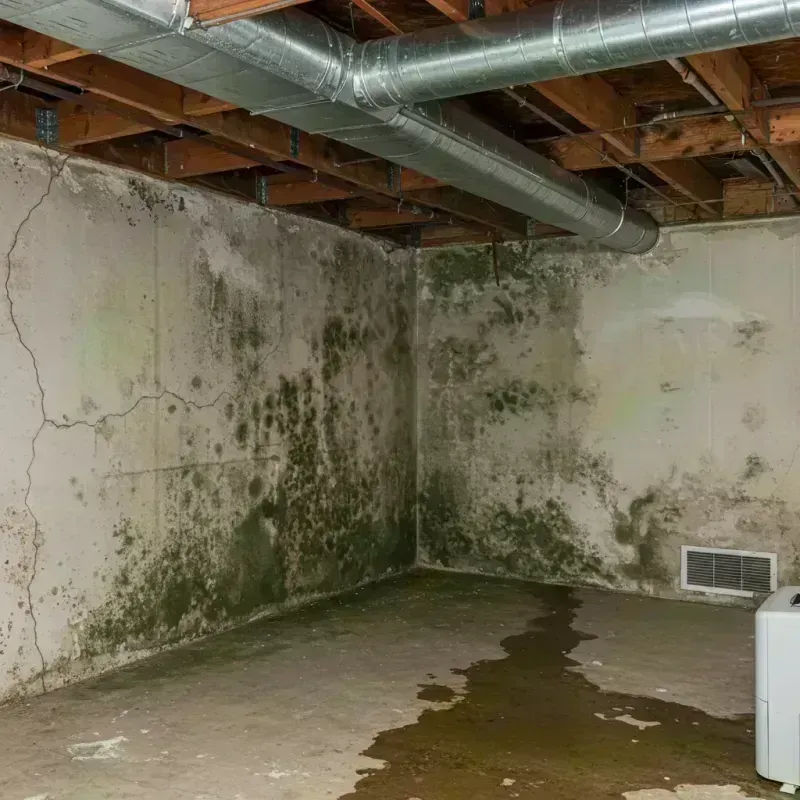 Professional Mold Removal in Ladue, MO